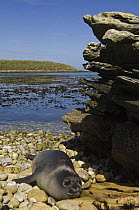 Southern elephant seal (Mirounga leonina) weaner on beach to moult, Kidney Island, Falkland Islands