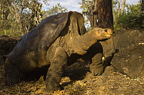 Giant tortoise (Geochelone elephantopus abingdoni) 'Lonesome George' the last of the Pinta Island tortoise subspecies (Geochelone nigra abingdoni), captive, Charles Darwin Station, Santa Cruz island,...