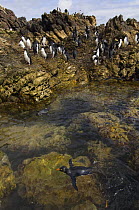 Rockhopper penguins (Eudyptes chrysocome chrysocome) standing on rocks with two swimming, Pebble Island, Falkland Islands