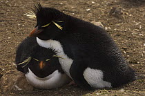 Rockhopper penguins (Eudyptes chrysocome chrysocome) Pebble Island, Falkland Islands