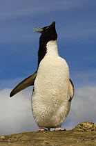 Rockhopper penguin (Eudyptes chrysocome chrysocome) looking upwards, Pebble Island, Falkland Islands