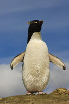 Rockhopper penguin (Eudyptes chrysocome chrysocome) portrait, Pebble Island, Falkland Islands