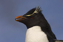 Rockhopper penguin (Eudyptes chrysocome chrysocome) carrying a small pebble in its beak, Pebble Island, Falkland Islands