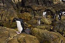Rockhopper penguins (Eudyptes chrysocome chrysocome) hopping over the rocks, Pebble Island, Falkland Islands