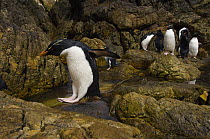 Rockhopper penguin (Eudyptes chrysocome chrysocome) hopping over the rocks, Pebble Island, Falkland Islands