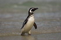 Magellanic penguin (Spheniscus magellanicus) walking out of the sea, Pebble Island, Falkland Islands