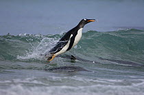 Gentoo penguin (Pygoscelis papua) jumping out of the sea to land on beach, Pebble Island, Falkland Islands