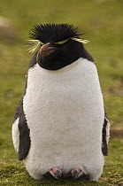 Rockhopper penguin (Eudyptes chrysocome chrysocome) incabating egg, Pebble Island, Falkland Islands