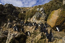 Rockhopper penguins (Eudyptes chrysocome chrysocome) walking along a regularly used path up cliffs from the sea, Pebble Island, Falkland Islands