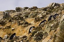 Rockhopper penguins (Eudyptes chrysocome chrysocome) walking up cliffs on a path created by daily use, Pebble Island, Falkland Islands