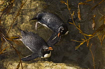 Two Rockhopper penguins (Eudyptes chrysocome chrysocome) swimming, Pebble Island, Falkland Islands