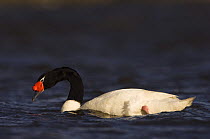 Black-necked swan (Cygnus melancoryphus) on water, Pebble Island, Falkland Islands