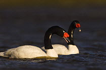 Two Black-necked swans (Cygnus melancoryphus) on water, Pebble Island, Falkland Islands