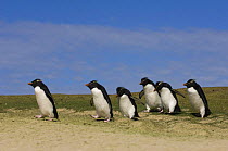 Rockhopper penguins (Eudyptes chrysocome chrysocome) walking along a regularly used route, Pebble Island, Falkland Islands