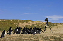 Rockhopper penguins (Eudyptes chrysocome chrysocome) walking along regularly used route past tripod and camera, Pebble Island, Falkland Islands