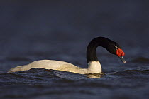 Black-necked Swan (Cygnus melancoryphus) on water, Pebble Island, Falkland Islands