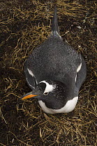 Gentoo penguin (Pygoscelis papua) nesting, Pebble Island, Falkland Islands