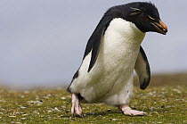 Rockhopper penguin (Eudyptes chrysocome chrysocome) carrying pebble for nest building, Pebble Island, Falkland Islands