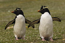 Two Rockhopper penguins (Eudyptes chrysocome chrysocome) Pebble Island, Falkland Islands