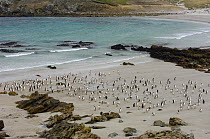 Flock of Gentoo penguins (Pygoscelis papua) on beach, Pebble Island, Falkland Islands
