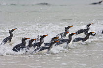 Gentoo penguins (Pygoscelis papua) leaving the sea, Pebble Island, Falkland Islands