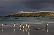 Gentoo penguins (Pygoscelis papua) walking up the beach, Pebble Island, Falkland Islands