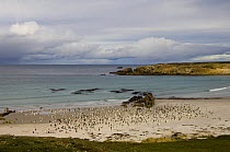 Flock of Gentoo penguins (Pygoscelis papua) on beach, Pebble Island, Falkland Islands