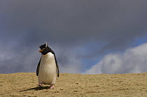 Rockhopper penguin (Eudyptes chrysocome chrysocome) walking down beach, Pebble Island, Falkland Islands