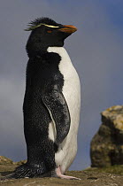 Rockhopper penguin (Eudyptes chrysocome chrysocome) standing, Pebble Island, Falkland Islands