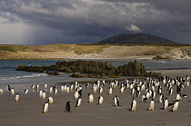Gentoo penguins (Pygoscelis papua) on beach, Pebble Island, Falkland Islands