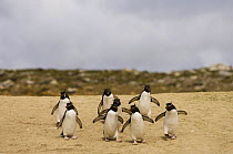 Rockhopper penguin (Eudyptes chrysocome chrysocome) walking down beach to the sea, Pebble Island, Falkland Islands