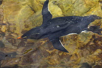 Rockhopper penguin (Eudyptes chrysocome chrysocome) swimming, Pebble Island, Falkland Islands