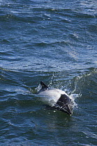 Piebald / Commerson's dolphin (Cephalorhynchus commersonii) at surface, off of Port Howard, Falkland Islands
