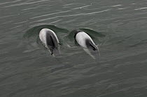 Two Piebald / Commerson's dolphins (Cephalorhynchus commersonii) at surface off Port Howard, Falkland Islands