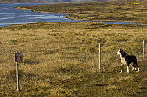 Sheep dog beside fence protecting people and livestock from an area that has mines in it, Port Howard, Northern end of West Falkland, Falkland Islands