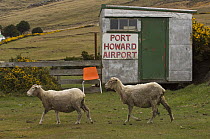 Two Sheep walking past flight shed at Port Howard Airport, Northern end of West Falkland, Falkland Islands