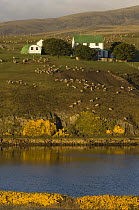 Port Howard Settlement, situated at the base of Mound Maria and at the head of its own sheltered harbour, Port Howard, Northern end of West Falkland, Falkland Islands