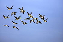 Barnacle goose (Branta leucopsis) flock in flight, Caerlaverock, Dumfries and Galloway, Scotland, January