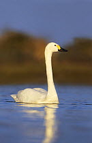 Bewick's swan (Cygnus columbianus bewickii) alert on lake, Slimbridge WWT, Gloucestershire, England, January