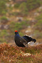 Black grouse (Tetrao tetrax) male displaying in early morning light, Norway, May