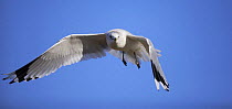 Common gull (Larus canus) adult in flight in winter plumage, Norfolk, England, January