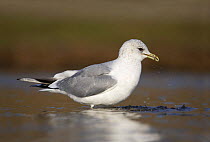Common gull (Larus canus) adult in winter plumage feeding in shallow water, Norfolk, England, January