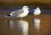 Common gull (Larus canus) adult in winter plumage stood in shallow water, with Black-headed gull (Larus ridibundus) in background, Norfolk, England, January