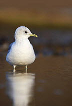 Common gull (Larus canus) adult in winter plumage stood in shallow water, Norfolk, England, January
