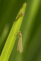 Newly hatched Damselfly with empty larval case on reed, Leicestershire, England, May