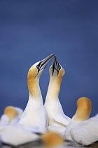 Northern gannets (Morus bassanus) displaying in colony, Saltee Islands, County Wexford, Republic of Ireland, May