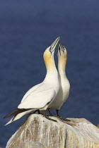 Northern gannets (Morus bassanus) displaying at breeding colony, Saltee Islands, County Wexford, Republic of Ireland, May