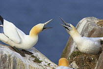 Northern gannets (Morus bassanus) squabbling at breeding colony, Saltee Islands, County Wexford, Republic of Ireland, May