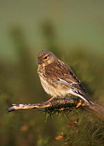 Linnet (Cardeulis / Acanthis cannabina) female carrying hair in bill for nesting material, West Yorkshire, England, May