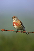 Linnet (Acanthis / Carduelis cannabina) male singing on rusty wire, West Yorkshire, England, May 2008